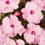 New Guinea Impatiens Impacio Soft Pink